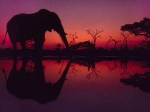 elephant-africa-lanting_49038_600x450